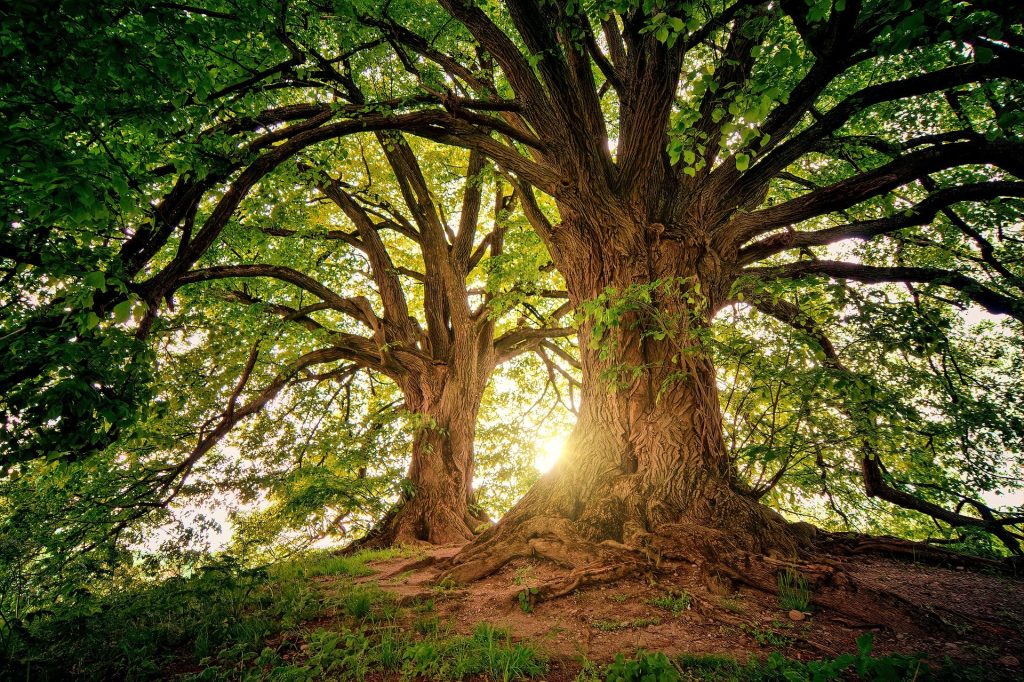 Baum Rezensionen